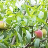 云南:水果、蔬菜开始上市 各地迎来春季丰收