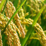 潮头观澜丨小小种子 攸关国脉