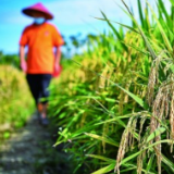 躬身阡陌 只为稻菽千重
