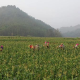 云南孟连：600亩“冬闲田”变增收“致富田”