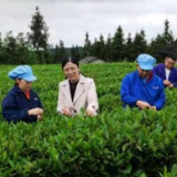 新化：省科技特派员传授茶叶新技术 助力茶产业发展