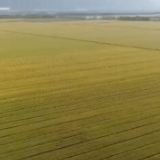 各地抓实“三夏”工作 夯实全年粮食生产基础