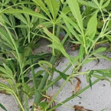 路遇“野草”竟是大麻!这个司机的操作亮了…