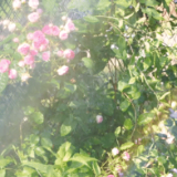 大学生在学校种出百米花墙！荒凉铁栅栏变网红打卡地