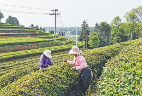 “五彩湘茶”突破千亿产值 省茶业集团销量全国第一