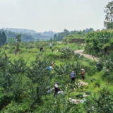 大国“粮”策丨“三夏”时节五谷香 粮食丰收有保障