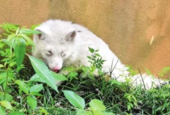 望月湖小区绿化带里来了一只银狐 专家：可能是宠物狐跑出家门