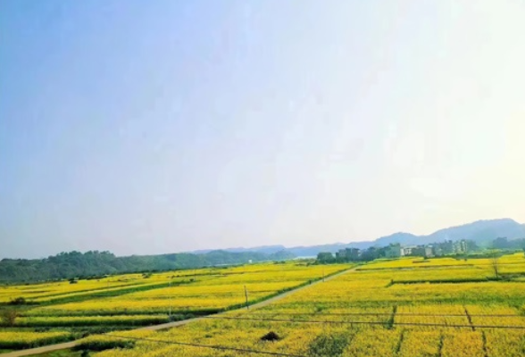 守住耕地红线，祁阳真抓实干有“粮方”