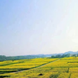 守住耕地红线，祁阳真抓实干有“粮方”