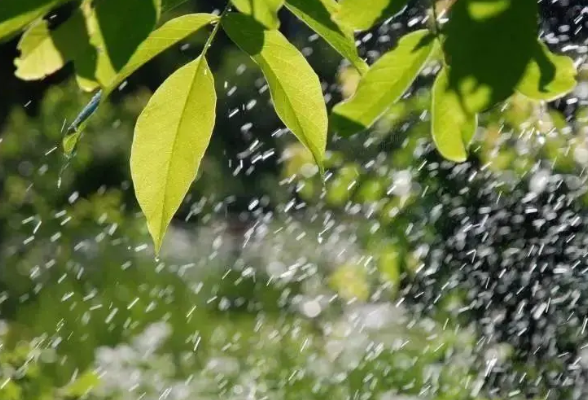 今明两天湖南晴热高温依旧 30日起迎降温降雨过程