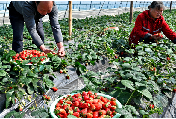 北湖区幸福农场主吴幸红种植草莓，带动30多位村民致富