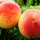 古丈县:村级集体经济活力迸发