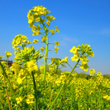 湖南省秋冬种油菜已完成1990万亩