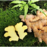 双牌虎爪姜成功实现连续轮作