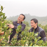 又到油茶丰收时 宁乡市各地茶农齐采摘，油茶籽总产量达3761吨