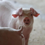 生猪养殖如何节本增效？专家提出五项关键措施
