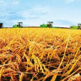 今年秋粮面积稳中有增 力争播种面积超12.9亿亩