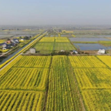 三湘大地耕作忙 洞庭湖畔鱼米香——湖南农垦秀美田园展新颜