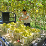 湖南助力吐鲁番葡萄种植机械化：葡萄熟了，吾斯曼笑了