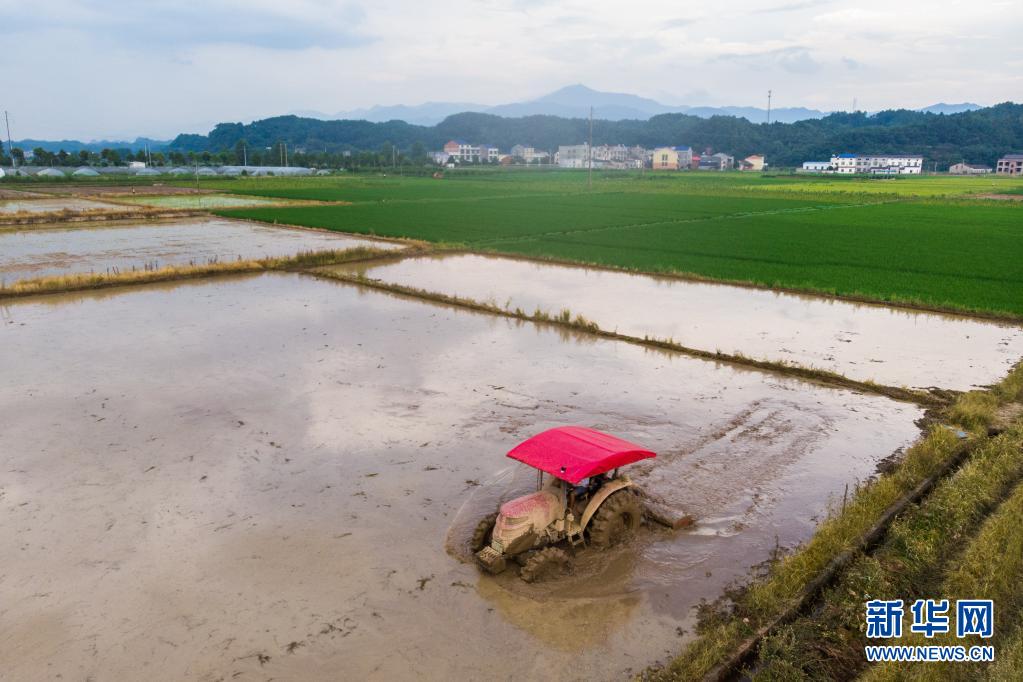 7月7日，在湖南省长沙市浏阳市龙伏镇，村民驾驶农机耕地（无人机照片）。 小暑时节，湖南省长沙市浏阳市龙伏镇的早稻成熟，当地农民抢抓农时，在田间抢收早稻、抢插晚稻，田间地头一派繁忙景象。 新华社记者 陈思汗 摄