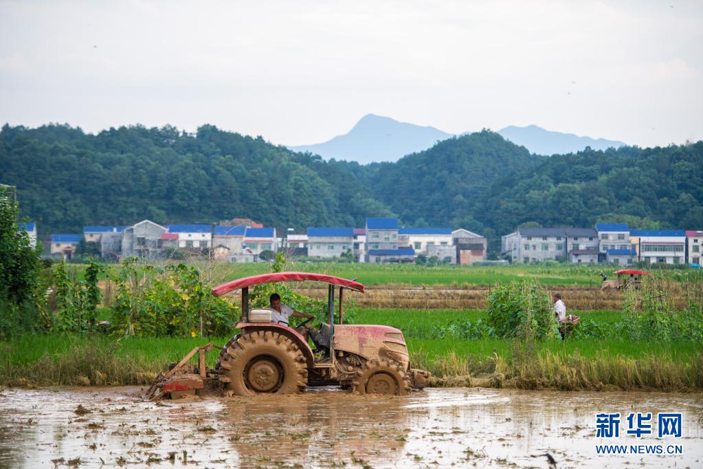 7月7日，在湖南省长沙市浏阳市龙伏镇，村民驾驶农机耕地。 小暑时节，湖南省长沙市浏阳市龙伏镇的早稻成熟，当地农民抢抓农时，在田间抢收早稻、抢插晚稻，田间地头一派繁忙景象。 新华社记者 陈思汗 摄