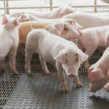 国家发改委：生猪价格过快下跌的势头得到有效遏制
