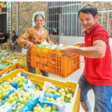 湖南道县：葡萄丰收 助增收