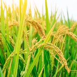 植物工厂实现水稻种植60天快速收获