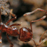 警惕重大检疫性有害生物-红火蚁