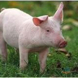 农业农村部 国家发展改革委 财政部 生态环境部 商务部 银保监会关于促进生猪产业持续健康发展的意见