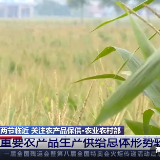 关注农产品保供 | 重要农产品生产供给总体形势较好 粮食价格保持基本稳定走势