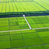 到2030年我国将建成12亿亩高标准农田  高标准农田“高”在哪