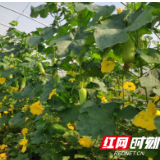 高品质白丝瓜新品种“胖妞”秋延栽培大量上市