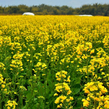 湘潭今年计划秋冬种植油菜57.63万亩 较去年扩种7万亩