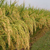 湖南开展粮食安全宣传周活动:保障粮食供给 端牢中国饭碗