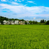 长沙县双季稻“四高”示范点报丰收 平均亩产1275.8公斤