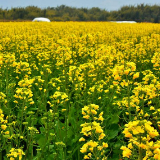 邵阳：油菜集中育苗4.96万亩，可移栽大田50万亩以上