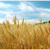 《2022年“土里捂”小麦春管促生长技术意见》发布