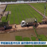 早稻播栽基本结束 面积稳中有增长势良好