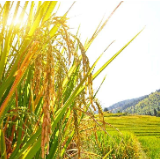 全国春播粮食进度过九成 夏收油菜丰收基本到手