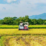 耒阳36.16万亩早稻全面开镰 预计每亩增产5公斤左右