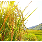 农业农村部:初步预计今年秋粮面积有望超过13亿亩