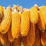 渌口：1000亩鲜食玉米迎丰收