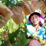 种好中国粮 做优湖南饭丨炎陵黄桃：桃醉天下