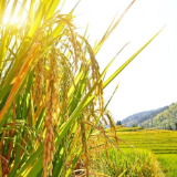 助力夯实“三农”压舱石——我国农业科技创新发展综述