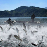 资源合理利用 渔民收入增加 休渔秩序平稳 今年伏休专项捕捞直接经济产值达3亿多元