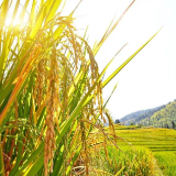 我国杂交水稻累计推广面积达90亿亩