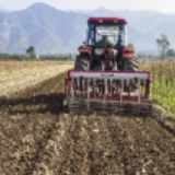 市场购销活跃 价格高开稳走 全国秋粮收购超6000万吨