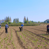 引导粪肥还田 农业低碳高效——湖南衡东县扎实推进绿色种养循环农业试点项目纪实