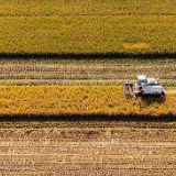 全国秋粮收购超过6000万吨